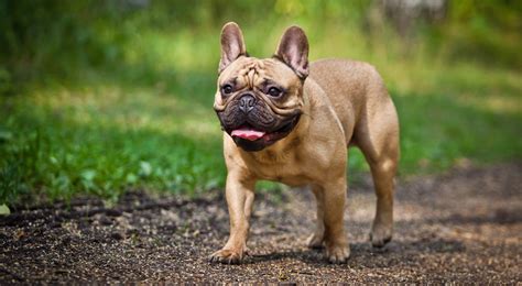 Life Span Did You Know? While the name of this breed is the French Bulldog, their origins cannot be credited to only France